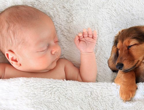 Recién nacidos y perros, todo lo que necesitas saber para alejar los celos y convertirlos en amigos íntimos